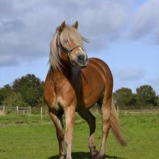 Haflinger † Gabora <3 †