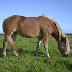 Haflinger † Gabora <3 †