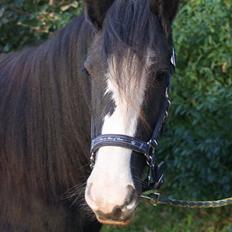 Tinker Kragelunds Darcy