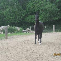 Dansk Varmblod San Diego V.