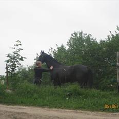 Dansk Varmblod San Diego V.