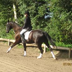 Dansk Varmblod San Diego V.