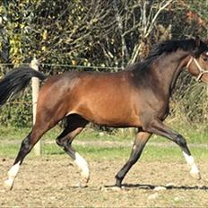 Trakehner HIGH SKYE