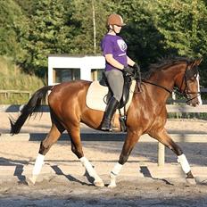 Trakehner HIGH SKYE