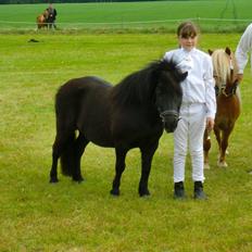 Shetlænder Bambi af Hvidhøj