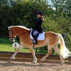 Tyroler Haflinger Honeymoon