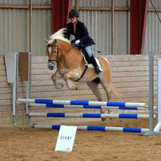 Tyroler Haflinger Honeymoon