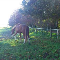 Dansk Varmblod De Gaulle