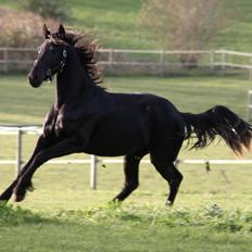 Frieser The Pretty Princess