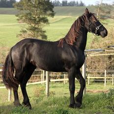 Frieser The Pretty Princess