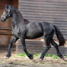 Frieser Sari The Black Baroness