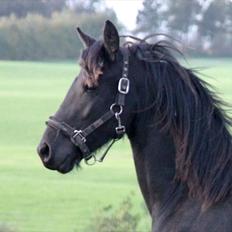 Frieser Sari The Black Baroness