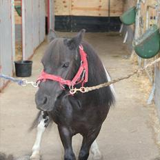 Shetlænder Stjernens Fanny