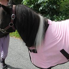 Shetlænder Stjernens Fanny