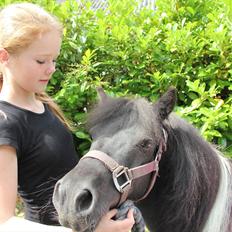 Shetlænder Stjernens Fanny