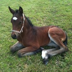 Anden særlig race Magic Sensation (Maggie)