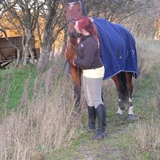 Dansk Varmblod Kronborgdiges Flika 