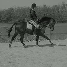 Tysk Sportspony Bubber