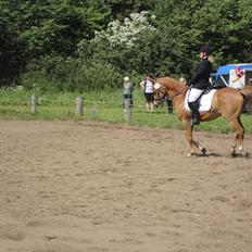 Welsh Cob (sec D) jacco