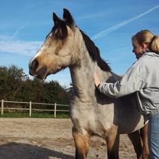 Welsh Pony (sec B) Kithas Remi 