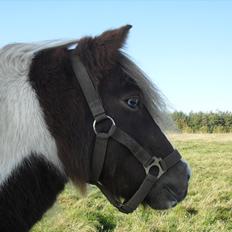 Anden særlig race Tøsen (Vænni)