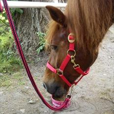 Anden særlig race Emma [Tidl. Rideskole-pony]