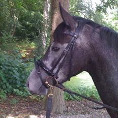 Anden særlig race La Vita A Egelykken *SOLGT* 