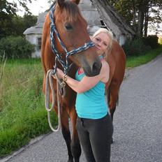 Dansk Varmblod Chico´s Cassiopaia