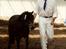 DSP Starhorse  line "fellini"