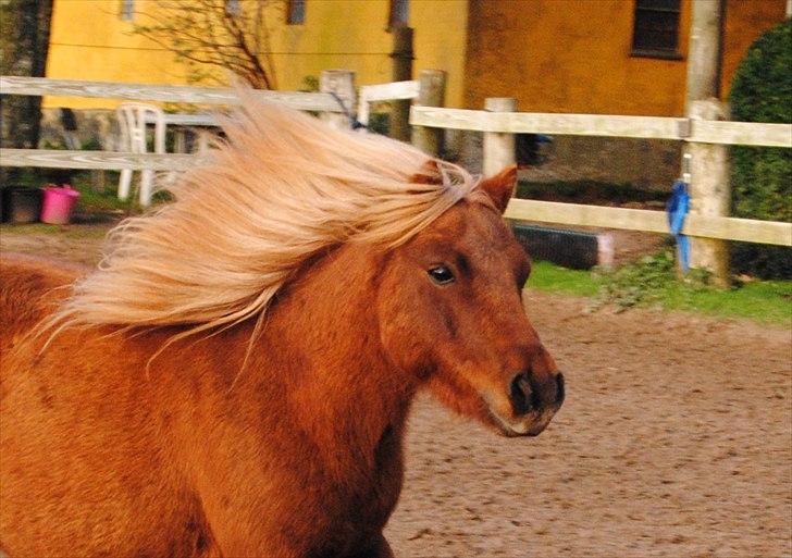 Shetlænder Sofus billede 12