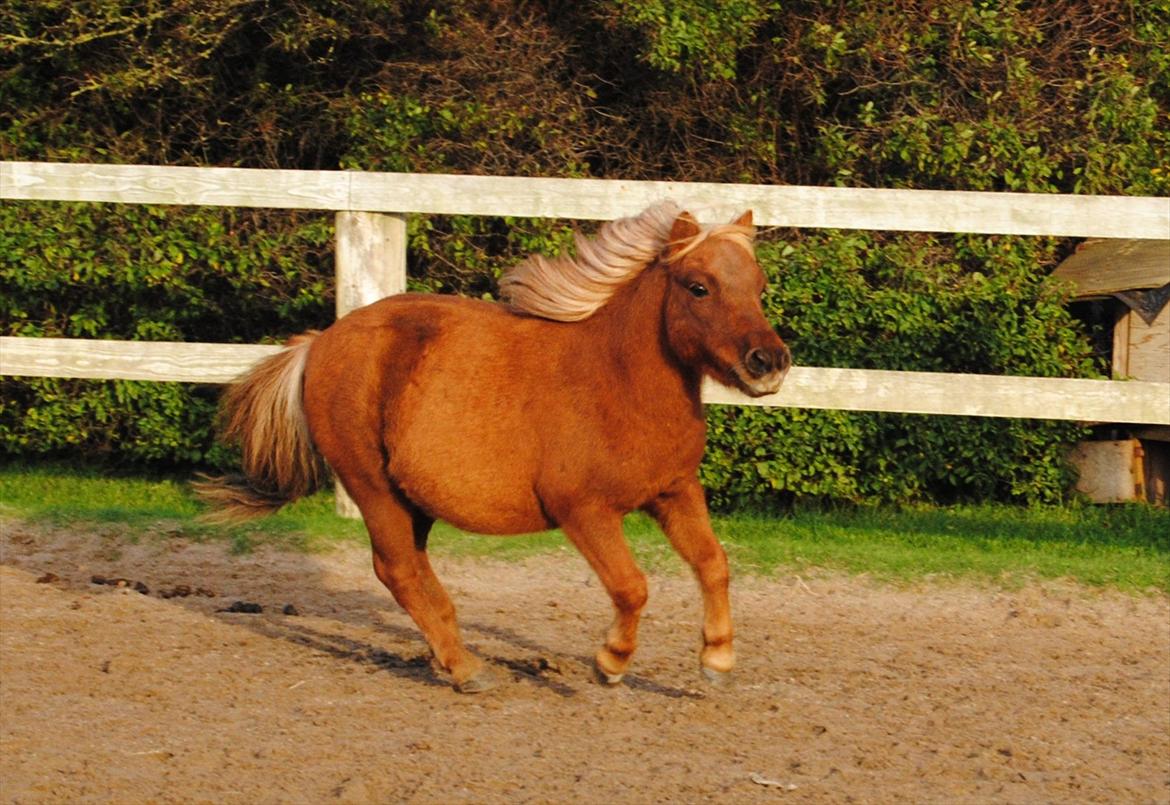 Shetlænder Sofus billede 13