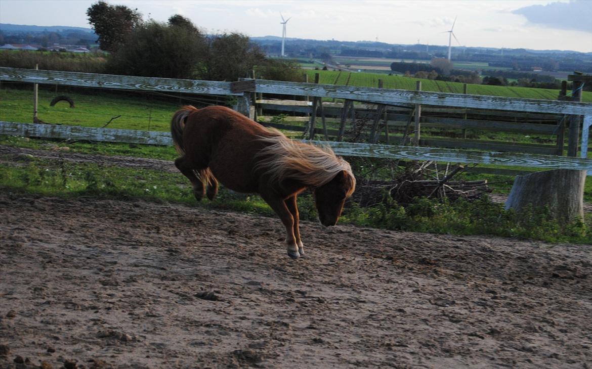 Shetlænder Sofus billede 10