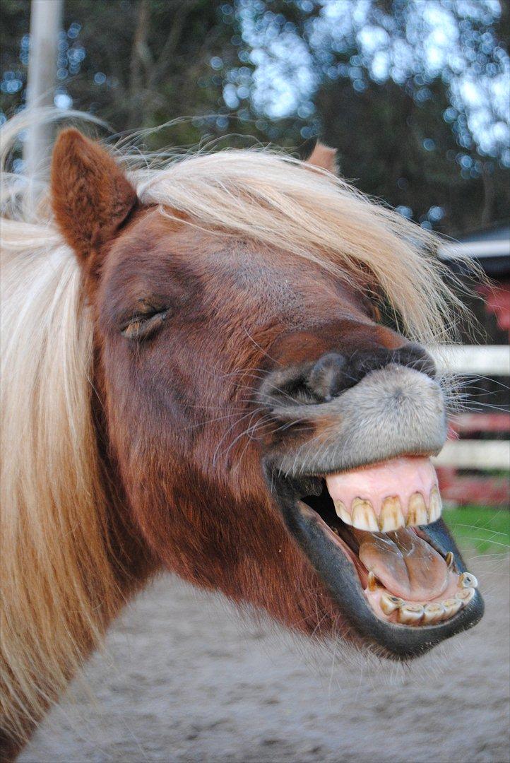 Shetlænder Sofus billede 11