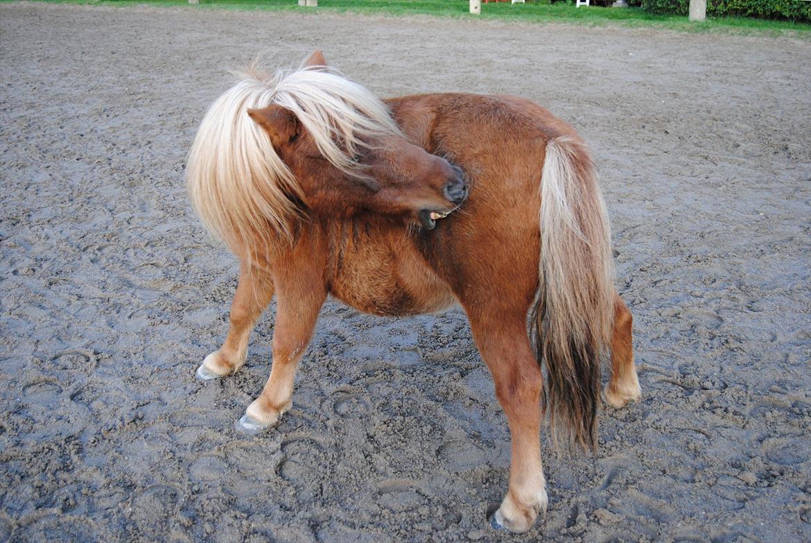 Shetlænder Sofus billede 14