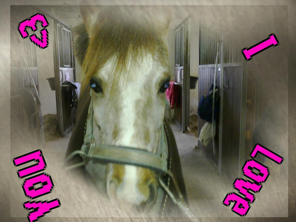 Welsh Pony (sec B) Amanda's Elvera billede 12