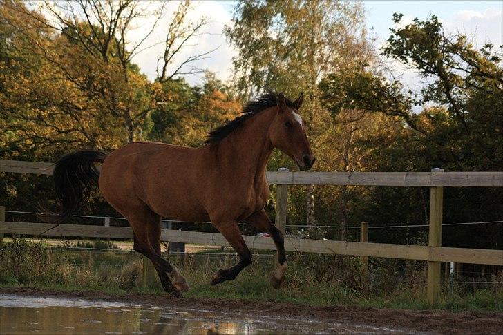 Anden særlig race | Luna   [Min bedsteven] - © Min flotte hest, i en flyvende galop. Livet er som en bog. Du kan ikke ændre de sider, der allerede er skrevet - men du kan starte et nyt kapitel. 
Fotograf - MLS / Efterår 2011.  billede 18