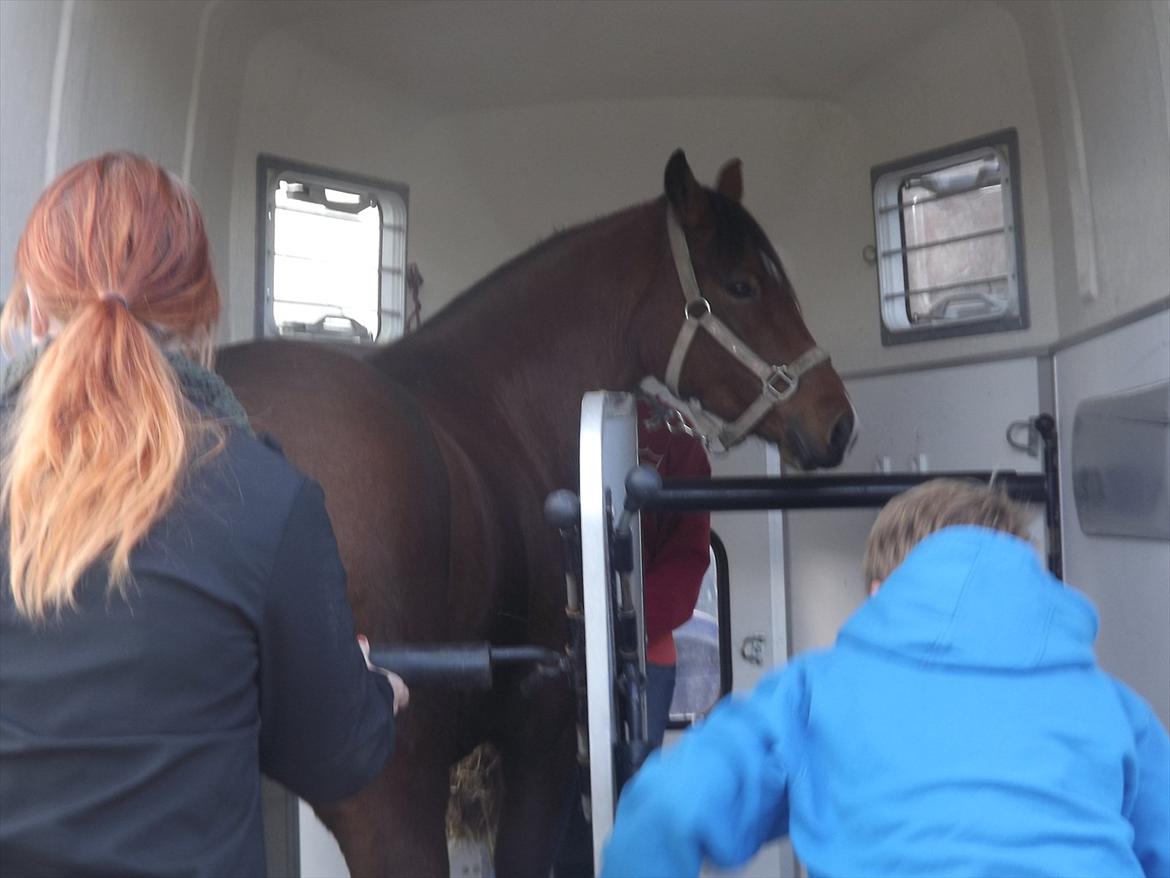 Welsh Pony (sec B) Kastaniegårdens Askepot-Potte<3 - You will allways be loved¤
Da hun lige var ankommet.
Foto: Mone med mit læxi kamera
Tak for besøget lig gerne et kommentar+ bedømmelse billede 17