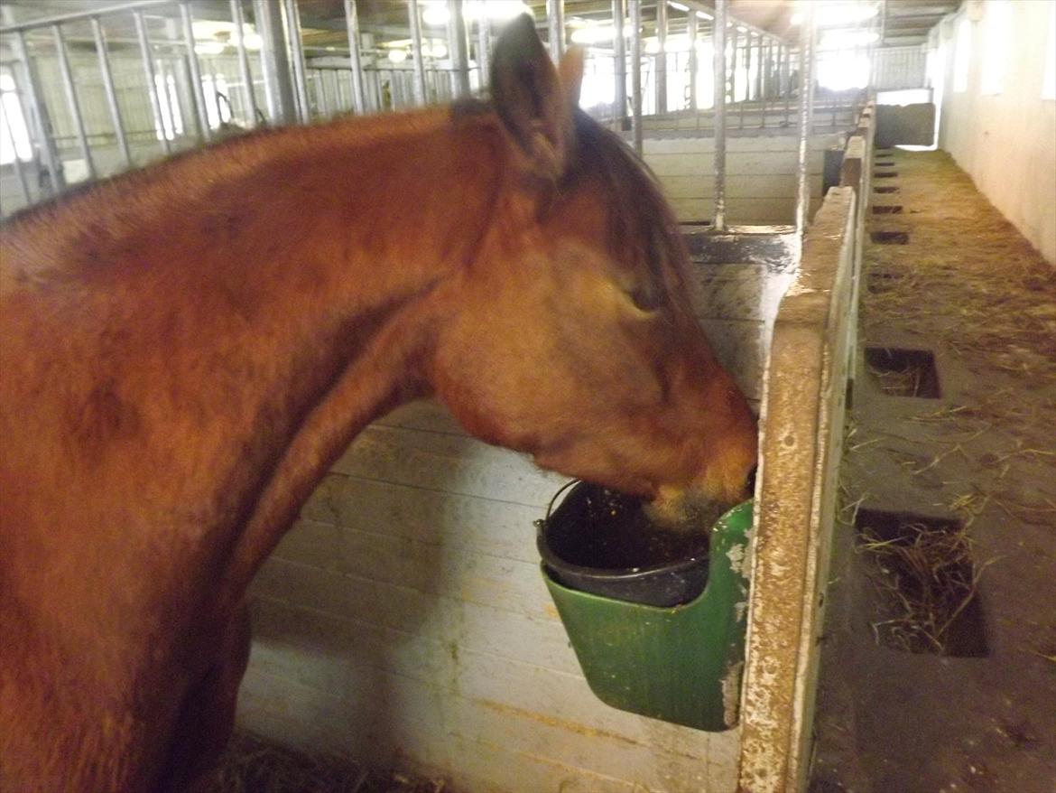 Welsh Pony (sec B) Kastaniegårdens Askepot-Potte<3 - Cant live whith out you¤ Potte nyder mashen. Foto: Mig billede 11