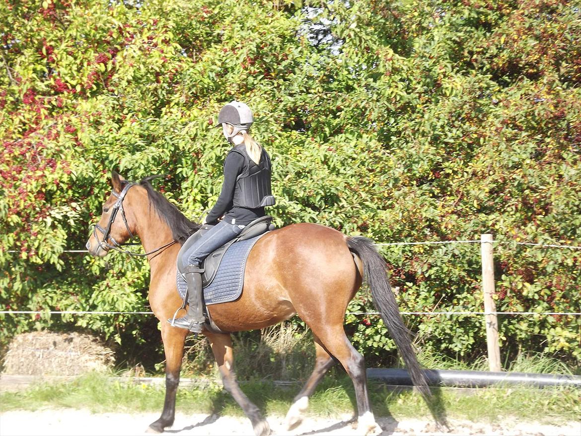 Welsh Pony (sec B) Kastaniegårdens Askepot-Potte<3 - You are so pretty¤ Da jeg var nede og prøve hende. Foto: Mor billede 9