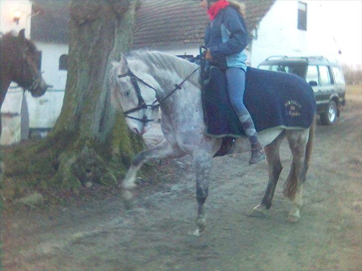 Anden særlig race Lurifax - Good horses makes the road to succes shorter billede 3