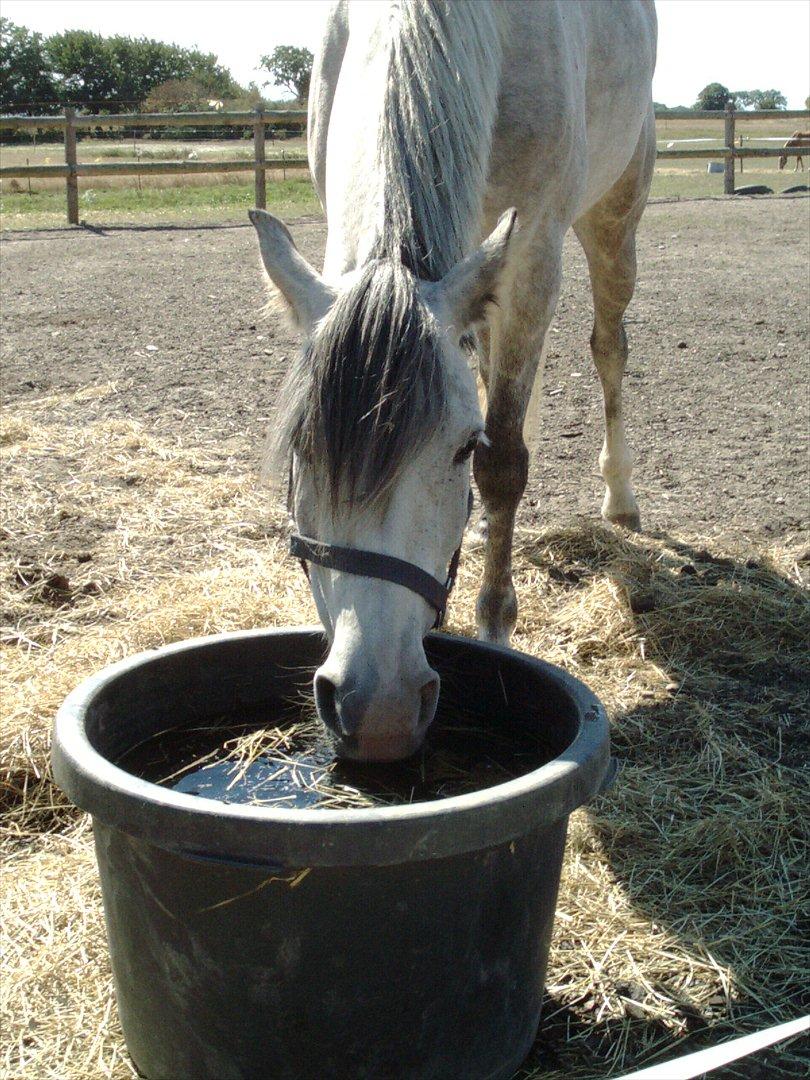 Anden særlig race Lurifax billede 4