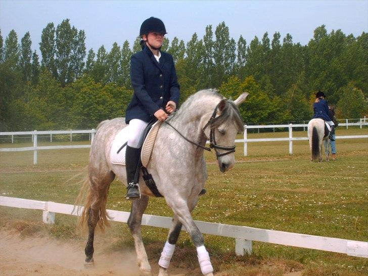 Anden særlig race Lurifax - Træning af heste behøver ikke at se gådefuldt ud og kræver ingen enestående talenter.
 Det er bare sådan, at vores chance for at træne hesten til det, vi ønsker, er lige så stor som risikoen for, at træne den til det, vi ikke ønsker  billede 6