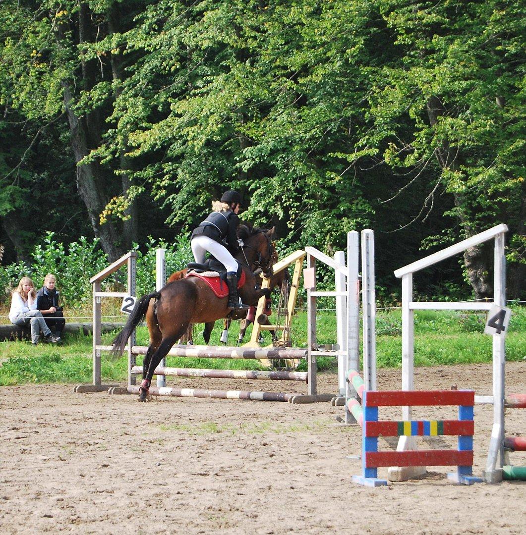 DSP Fejrupgaards Cookienelle - Stævne DRLR 4. sept. - første springstævne<3. billede 4