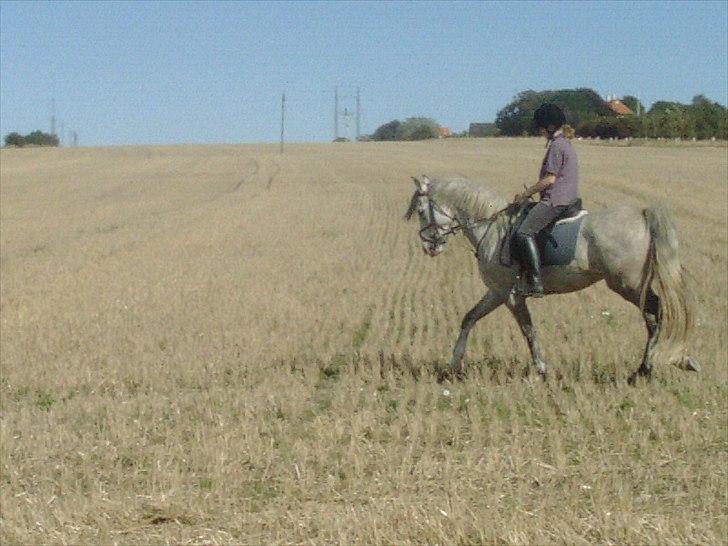 Anden særlig race Lurifax billede 13