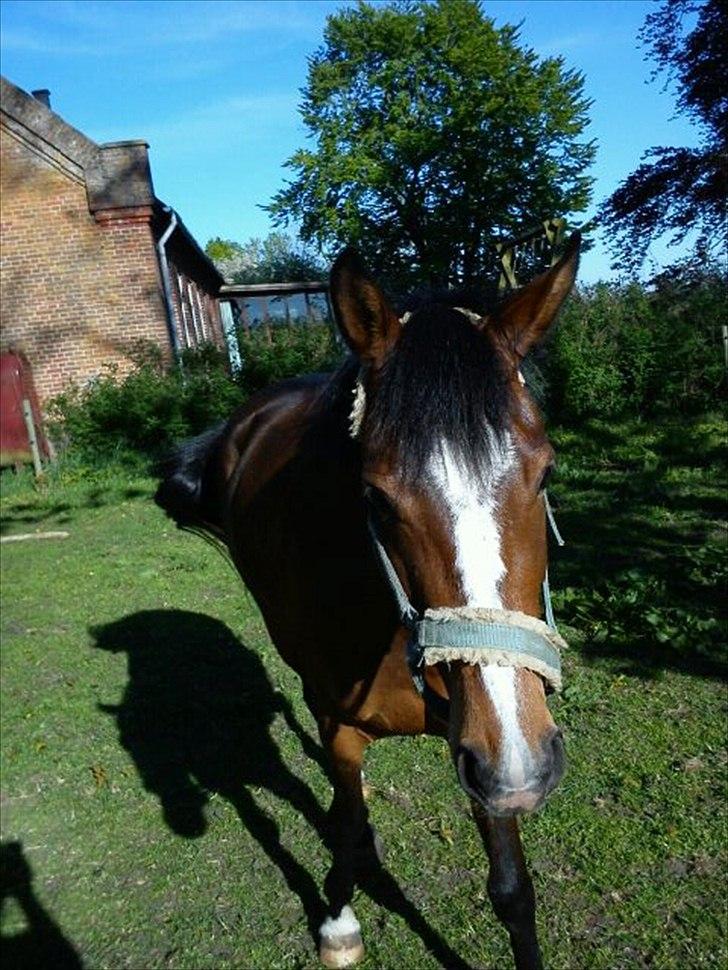 DSP Fejrupgaards Cookienelle - d. 7. maj 2011 - da hun kom hjem til mig!<3. billede 2