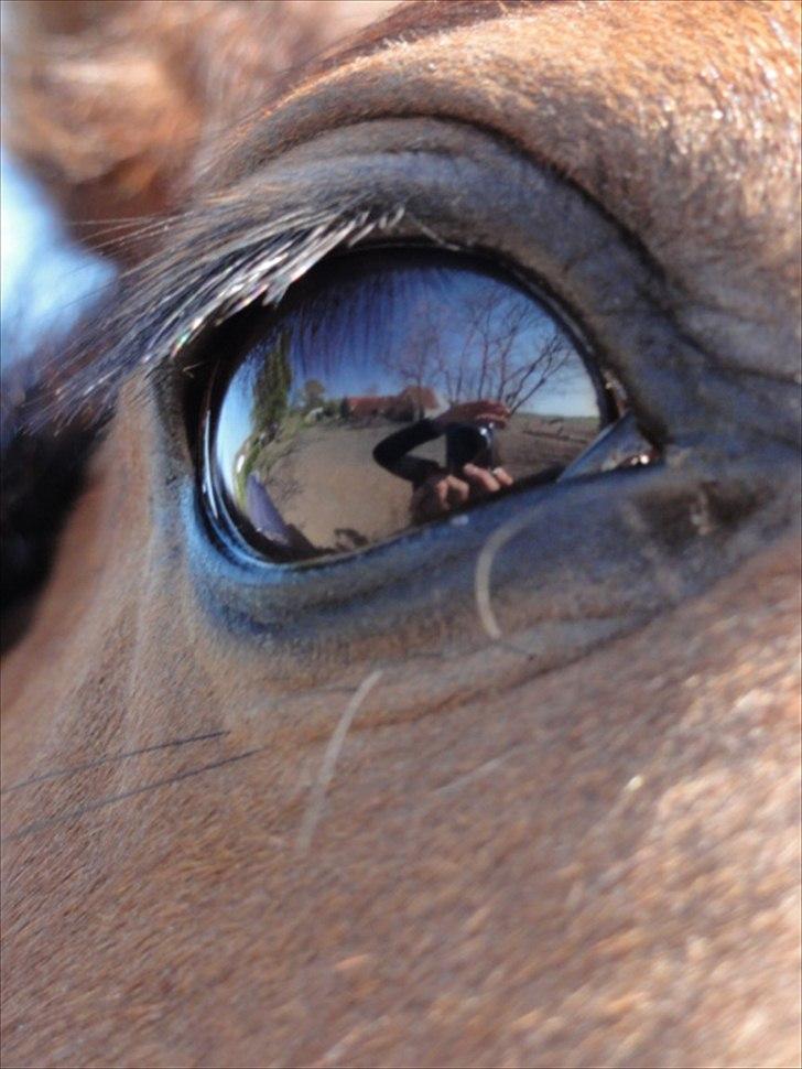Hannoveraner Bjergdalens Michelin Star billede 3