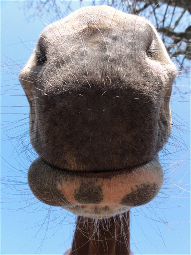 Hannoveraner Bjergdalens Michelin Star billede 5