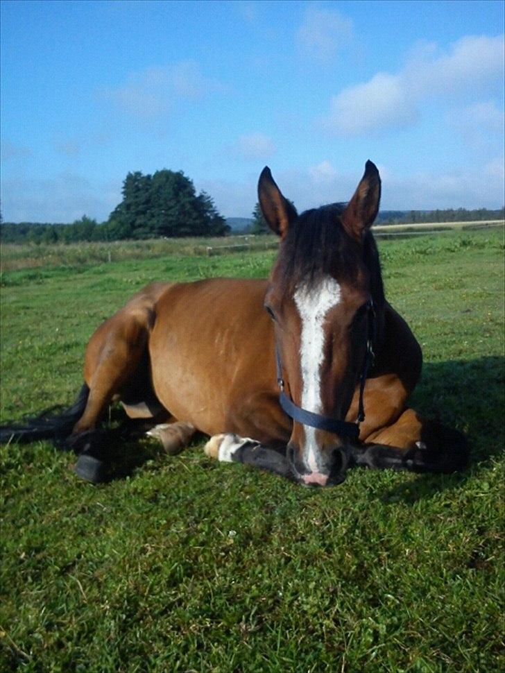 DSP Fejrupgaards Cookienelle - Cooooookie<3. billede 8