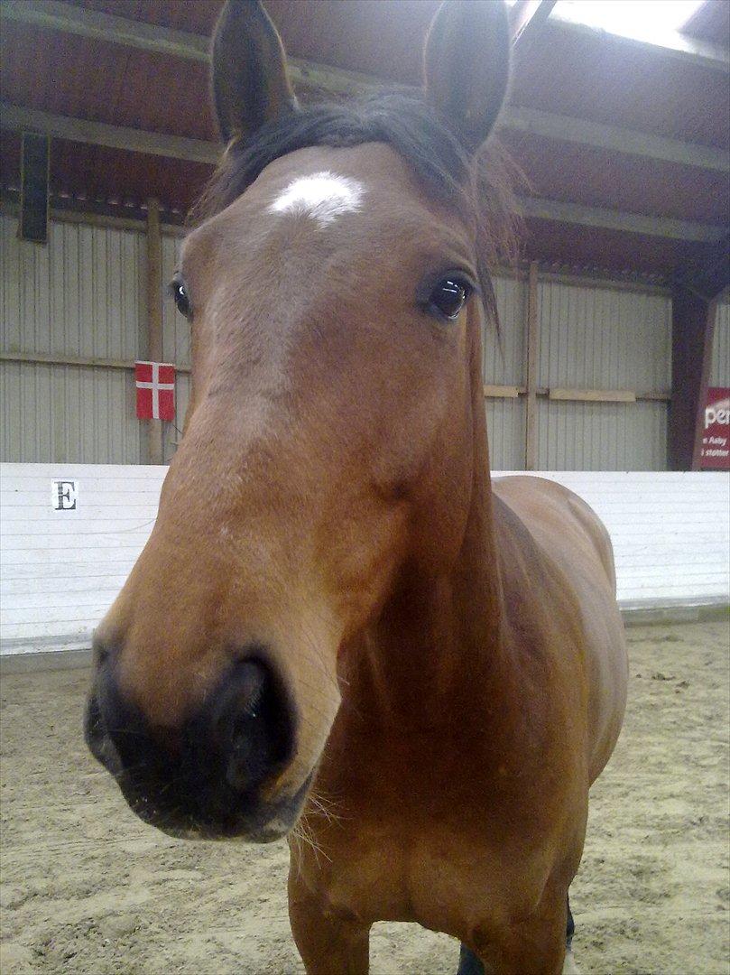 Hannoveraner Bjergdalens Michelin Star billede 15