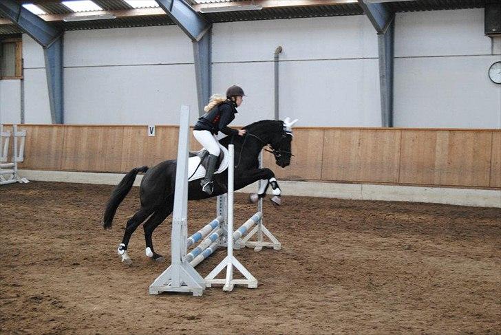 Anden særlig race Mr. D (Dallas) - Til vores første stævne d. 9-11-2011. Hold da op hvor er han dog dejlig! (Foto: Cecilie Rømer Hansen) billede 17